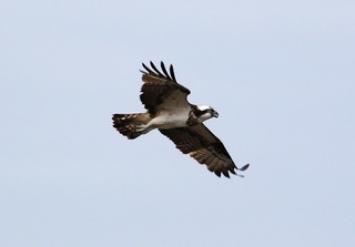 s-808A1571A-1.jpg