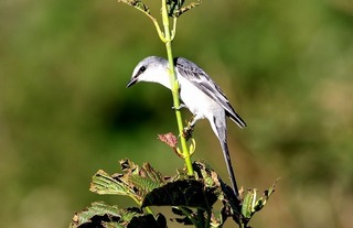 s-808A2713A-1.jpg