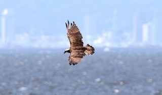 s-808A6462A-1.jpg
