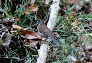 s-808A2718A-1.jpg