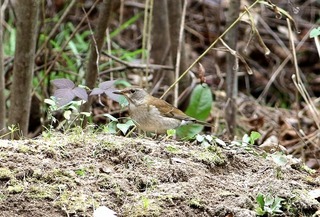 s-808A7655A-1.jpg