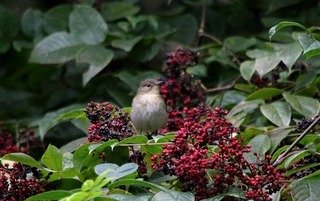 s-808A8119A-1.jpg