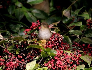 s-808A8743A-1.jpg