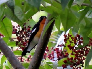 s-IMG_5214A.jpg