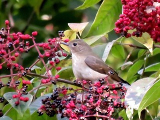 s-IMG_5249A.jpg