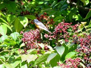 s-IMG_5319A.jpg