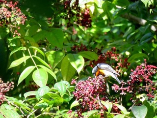 s-IMG_5329A.jpg