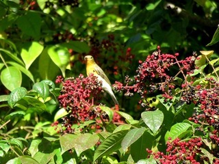 s-IMG_5380A.jpg
