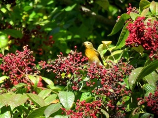 s-IMG_5420A.jpg