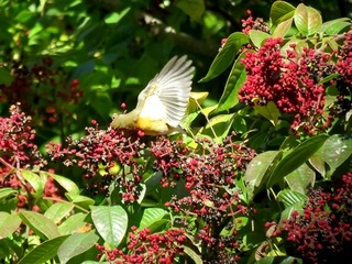 s-IMG_5425A.jpg