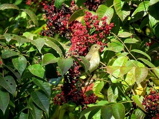 s-IMG_5472A.jpg