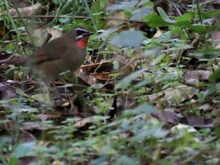s-IMG_5655A.jpg