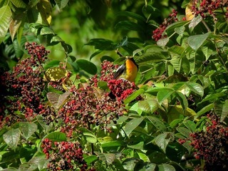 s-IMG_5901A.jpg