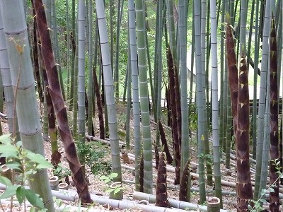 雨後の筍 タケノコ シニアの徒然なるままに