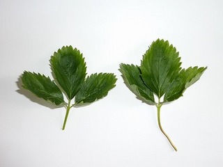 s-P1100747.jpg