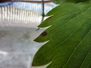 s-P1100887.jpg
